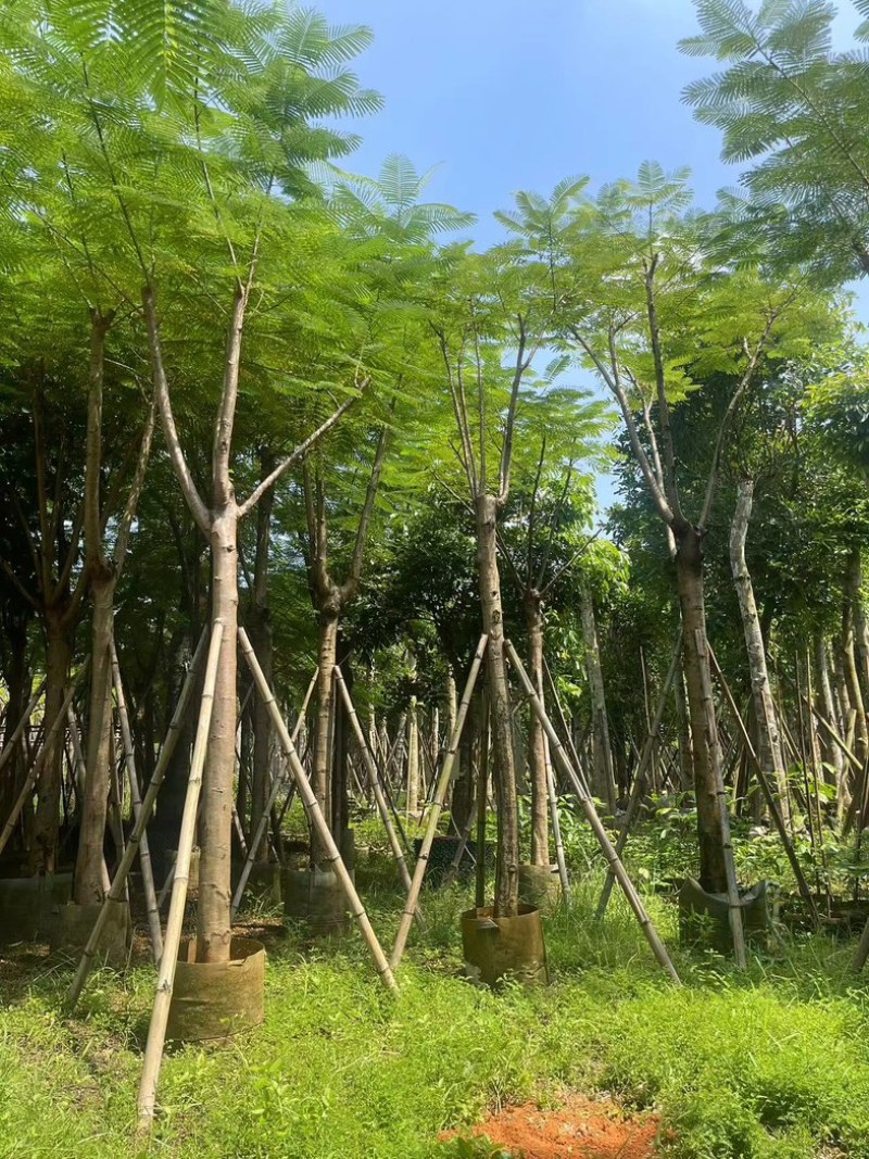 凤凰木5～15公分基地直发规格齐全质量优质