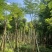凤凰木5～15公分基地直发规格齐全质量优质