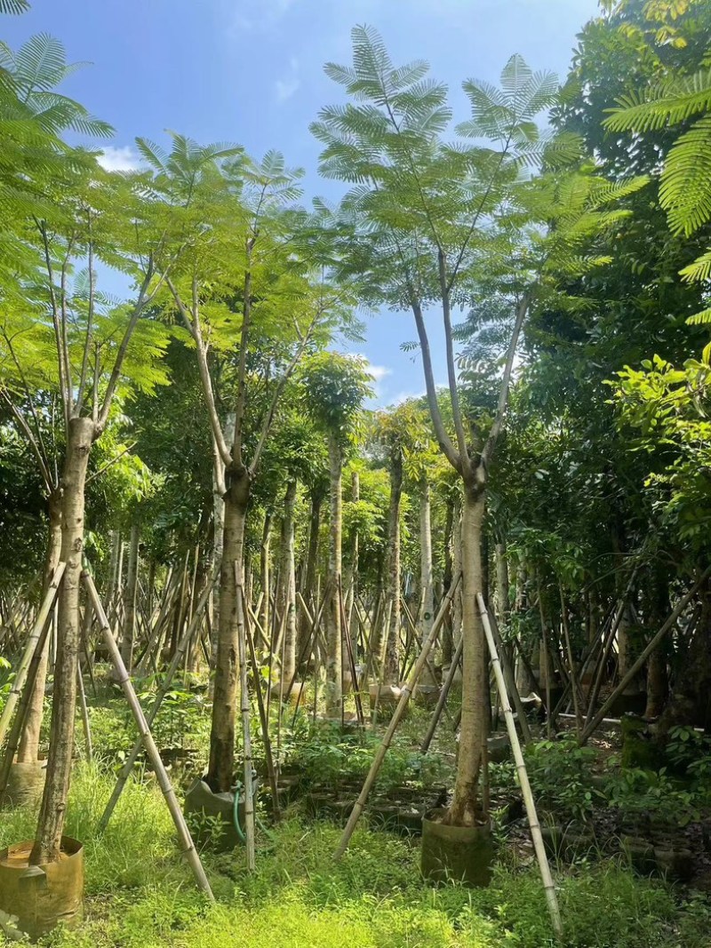 凤凰木5～15公分基地直发规格齐全质量优质