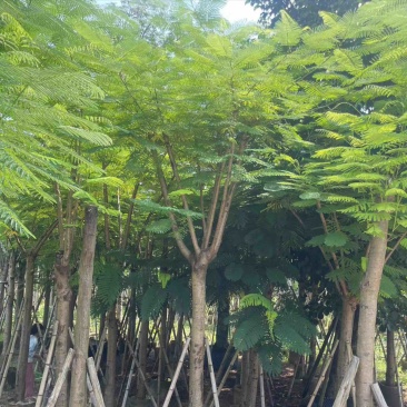 凤凰木5～15公分基地直发规格齐全质量优质
