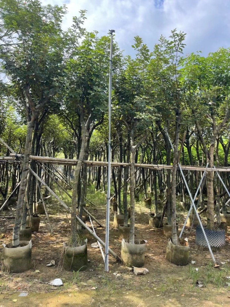 骨架黄花风铃木7～15公分基地直发规格齐全质量优质