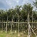 骨架黄花风铃木7～15公分基地直发规格齐全质量优质