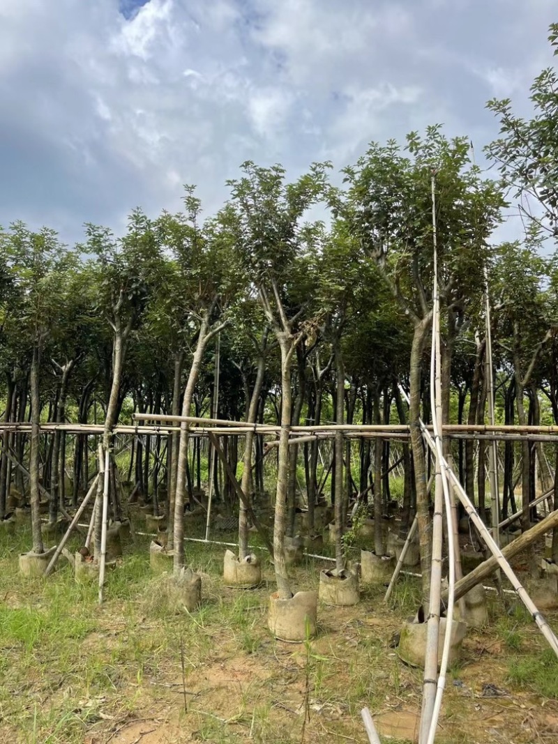 骨架黄花风铃木7～15公分基地直发规格齐全质量优质