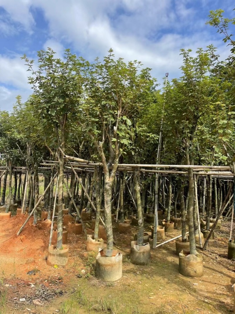 骨架黄花风铃木7～15公分基地直发规格齐全质量优质