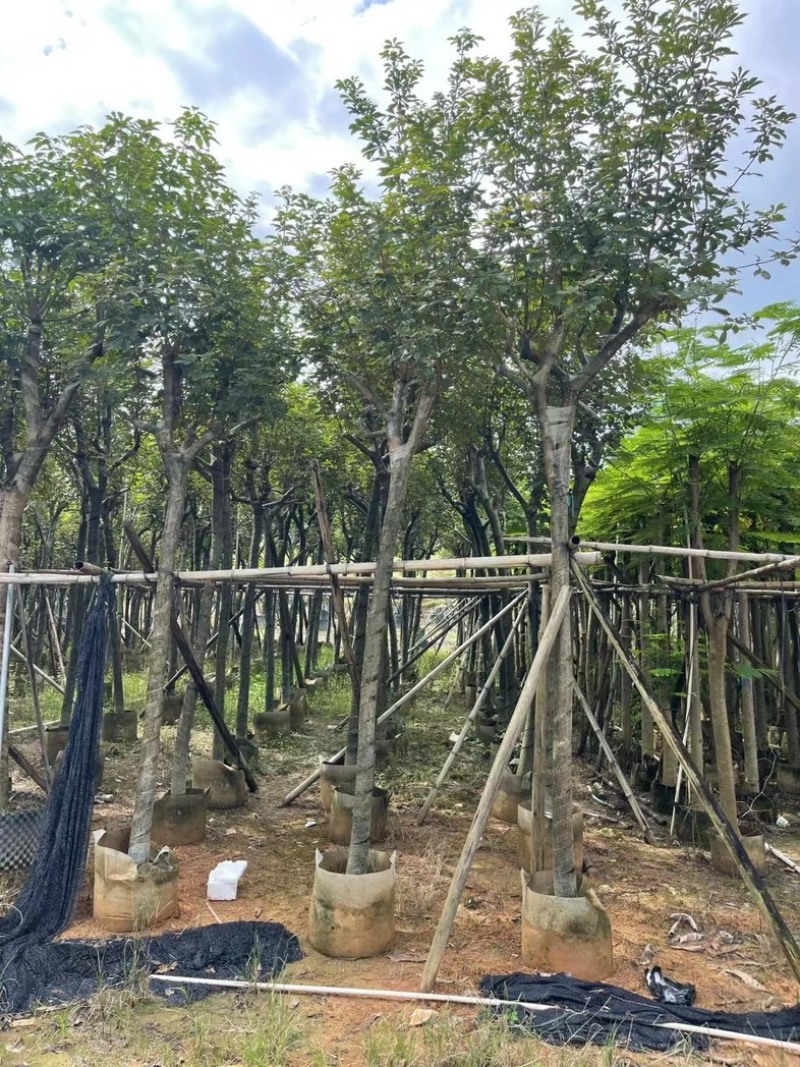 骨架黄花风铃木7～15公分基地直发规格齐全质量优质