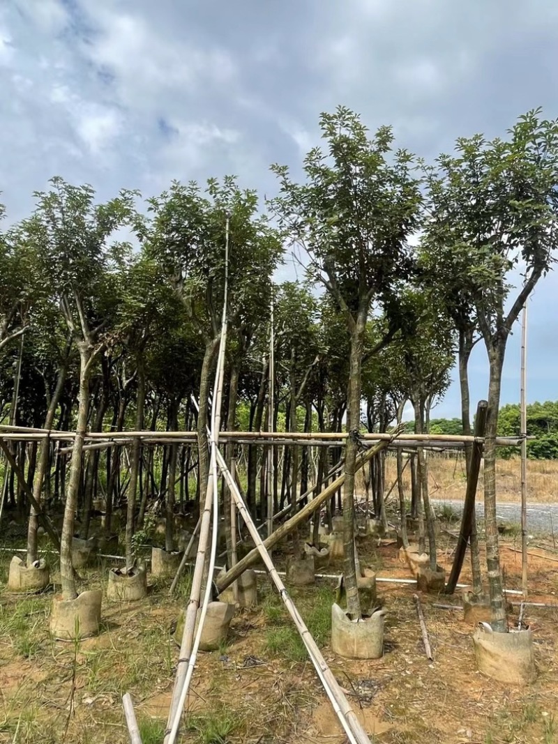 骨架黄花风铃木7～15公分基地直发规格齐全质量优质