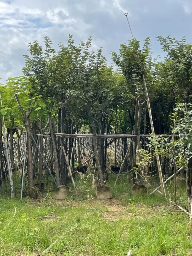 骨架黄花风铃木7～15公分基地直发规格齐全质量优质