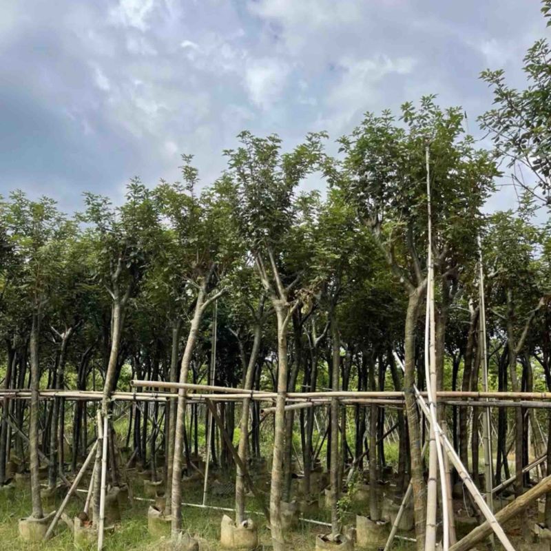 骨架黄花风铃木7～15公分基地直发规格齐全质量优质