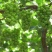 陕西大荔秋天清脆，无核白纯甜无籽，比阳光玫瑰都甜