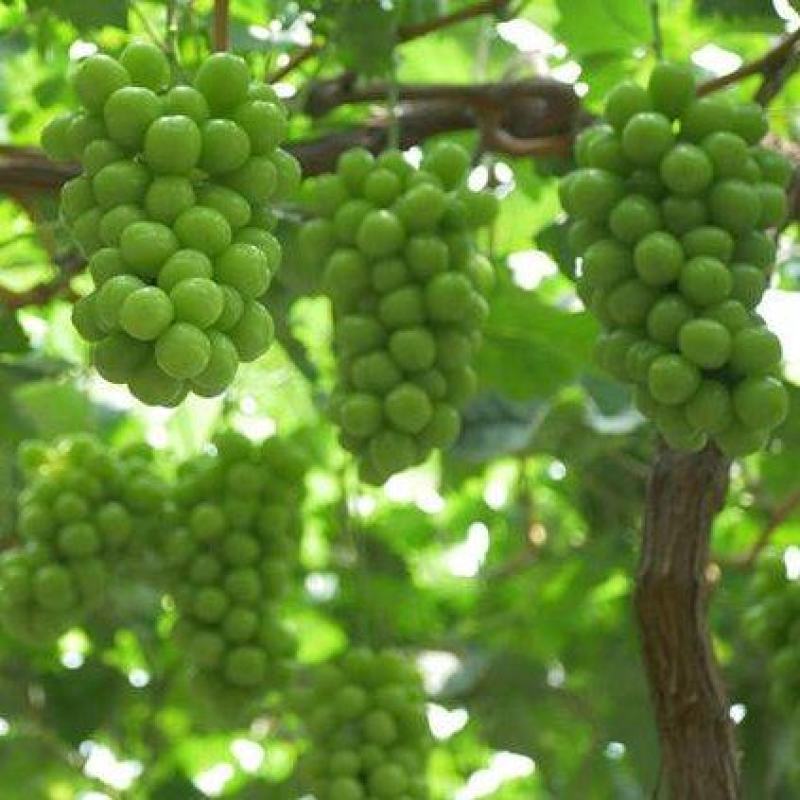 陕西大荔秋天清脆，无核白纯甜无籽，比阳光玫瑰都甜