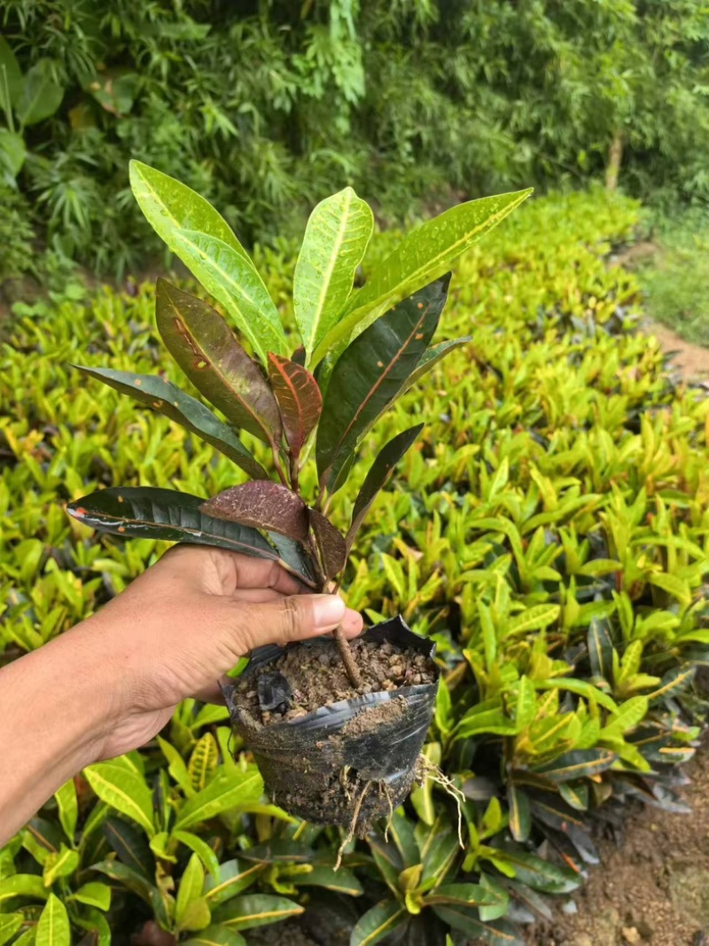 变叶木小杯中杯基地直发质量优质
