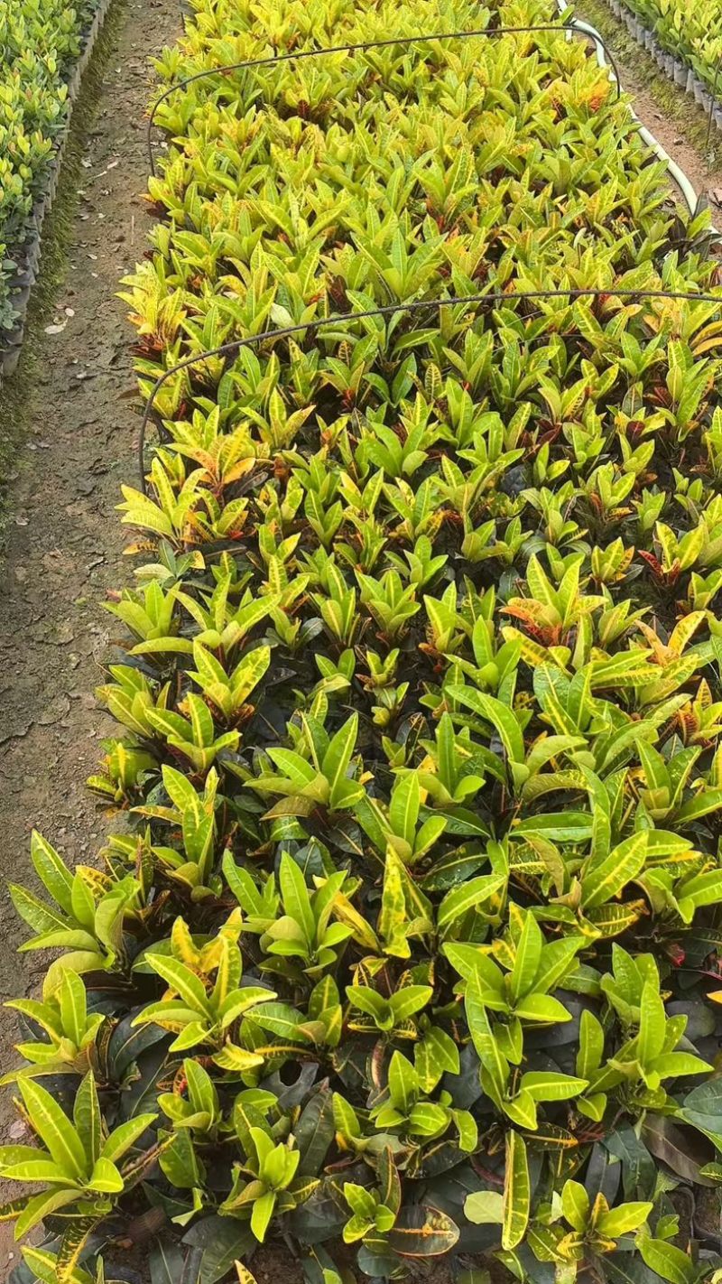 变叶木小杯中杯基地直发质量优质