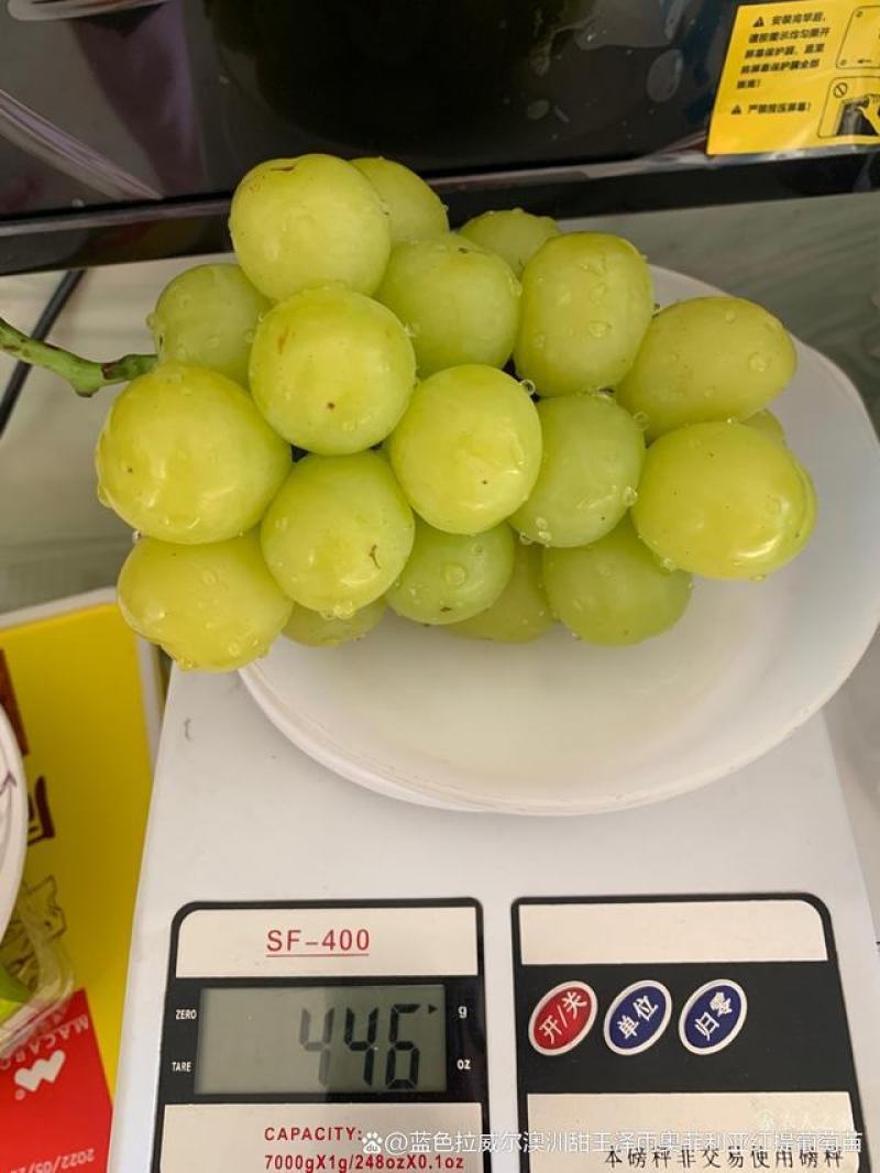 陕西大荔秋天清脆，无核白纯甜无籽，比阳光玫瑰都甜