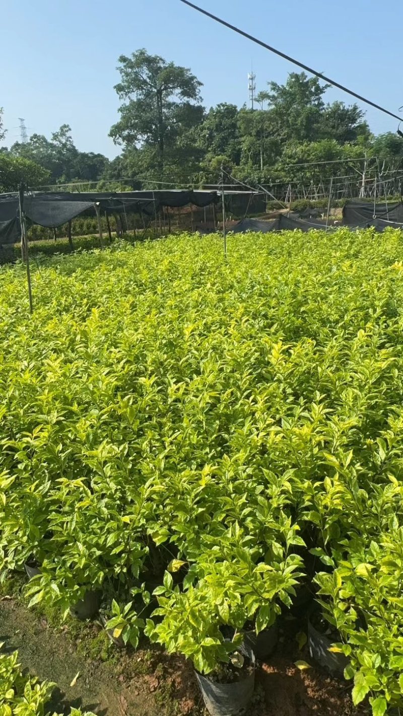金叶假连翘小杯中杯基地直发规格齐全质量优质