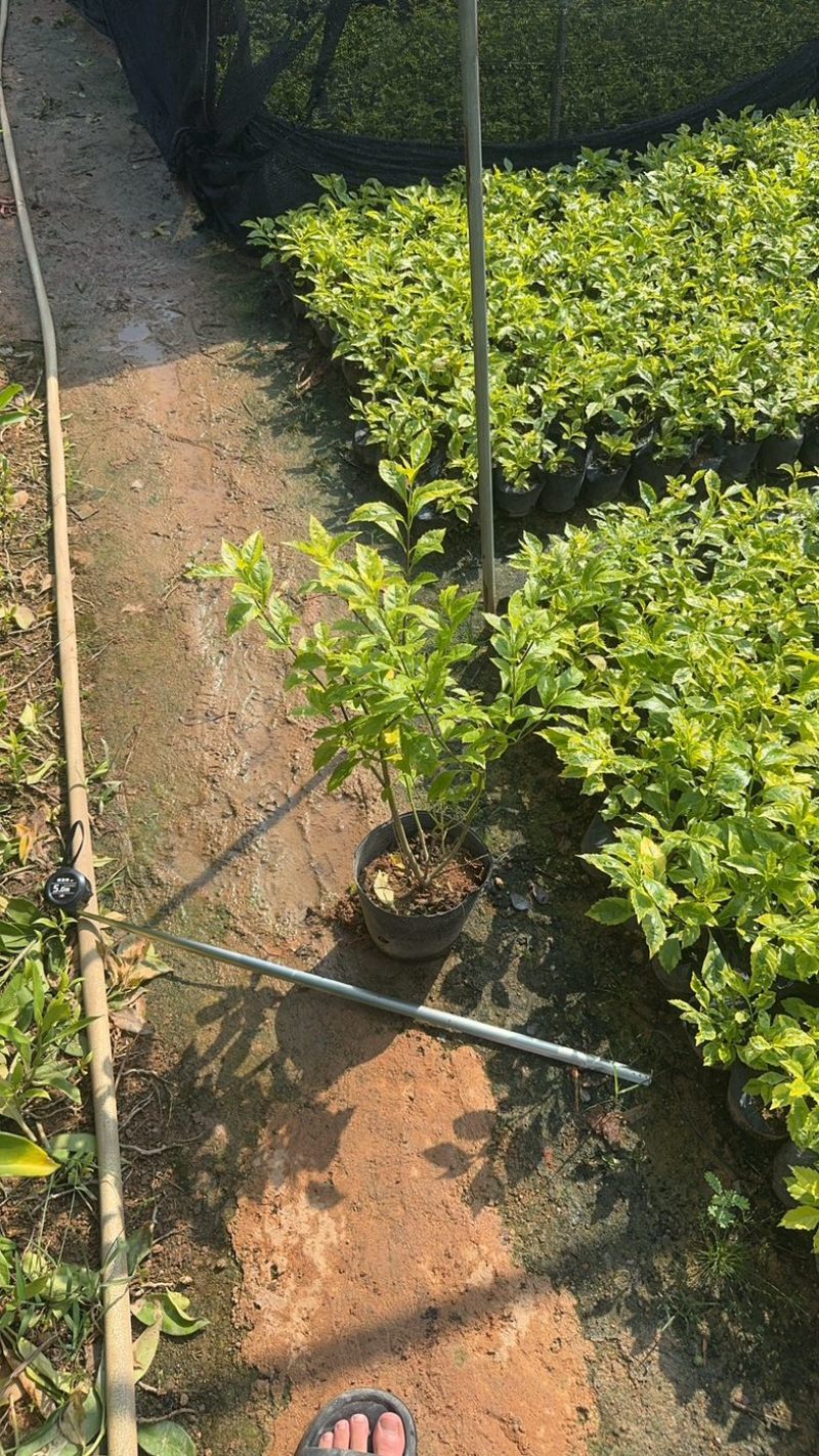 金叶假连翘小杯中杯基地直发规格齐全质量优质