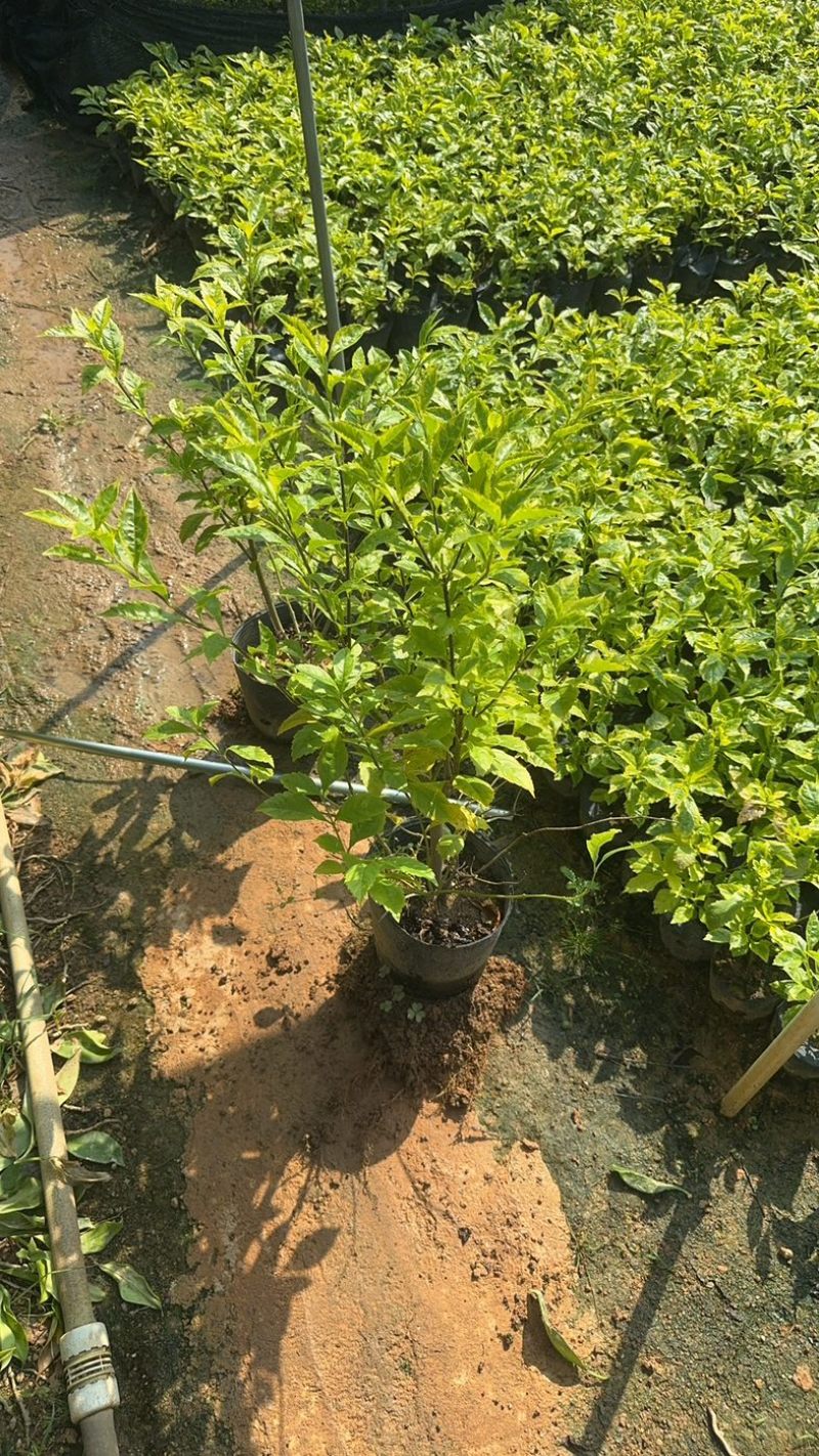 金叶假连翘小杯中杯基地直发规格齐全质量优质