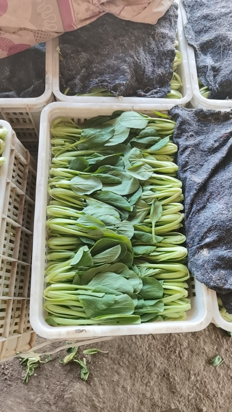 上海青万亩直供