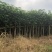 黄槿1～30公分基地直发规格齐全质量优质
