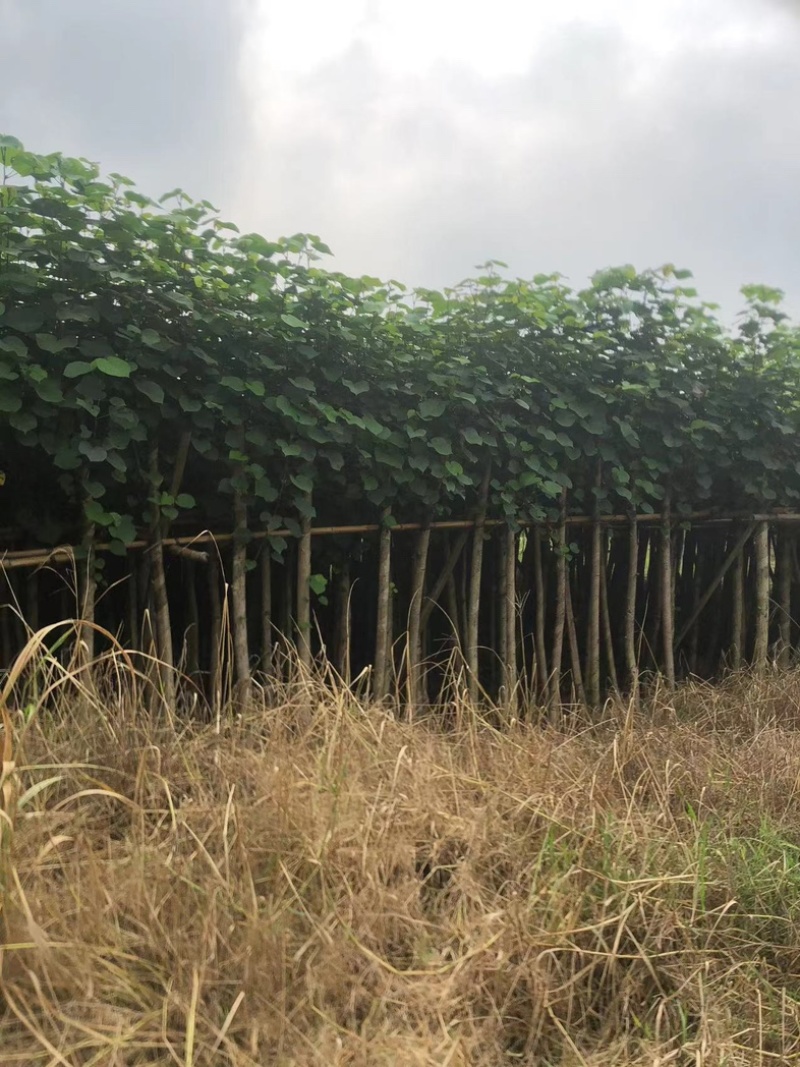 黄槿1～30公分基地直发规格齐全质量优质