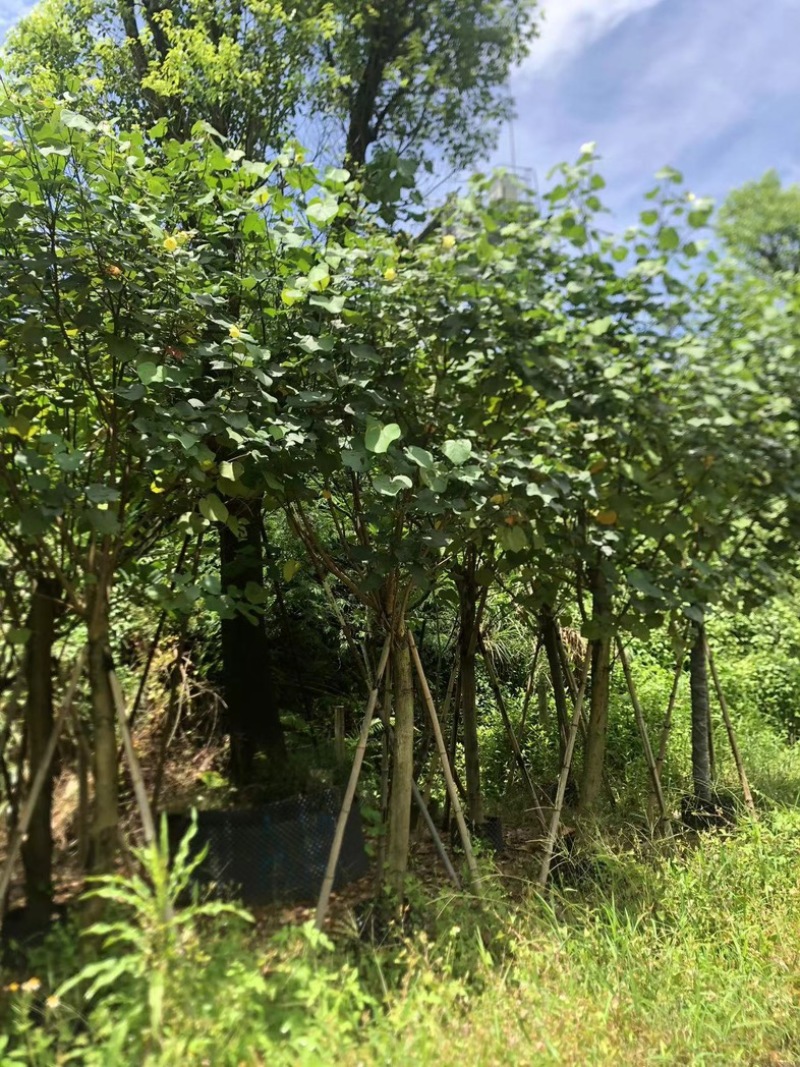 黄槿1～30公分基地直发规格齐全质量优质