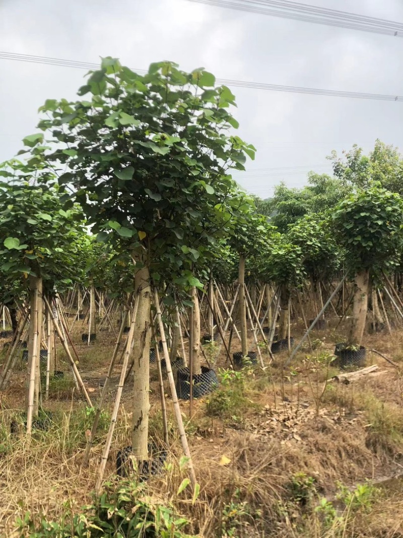 黄槿1～30公分基地直发规格齐全质量优质