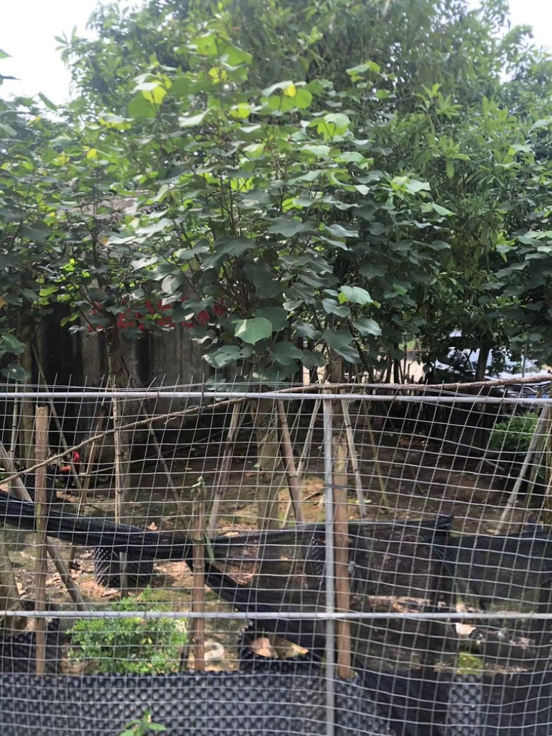 黄槿1～30公分基地直发规格齐全质量优质