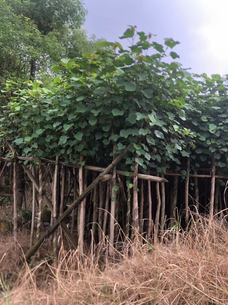 黄槿1～30公分基地直发规格齐全质量优质