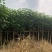 黄槿1～30公分基地直发规格齐全质量优质