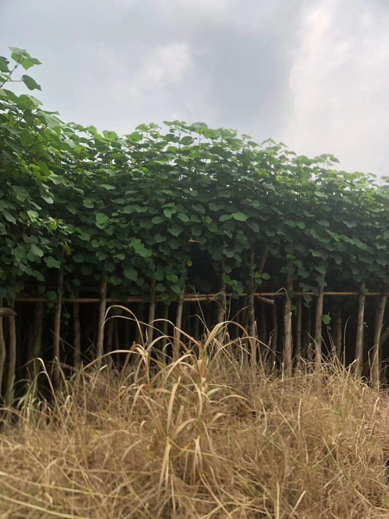 黄槿1～30公分基地直发规格齐全质量优质