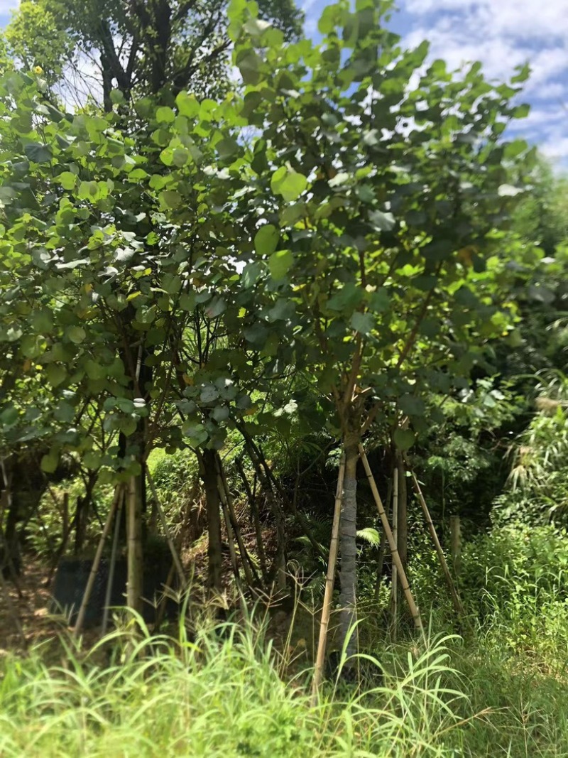 黄槿1～30公分基地直发规格齐全质量优质