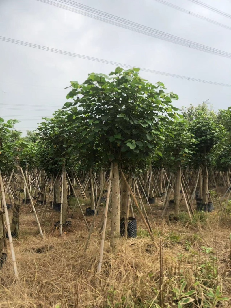黄槿1～30公分基地直发规格齐全质量优质