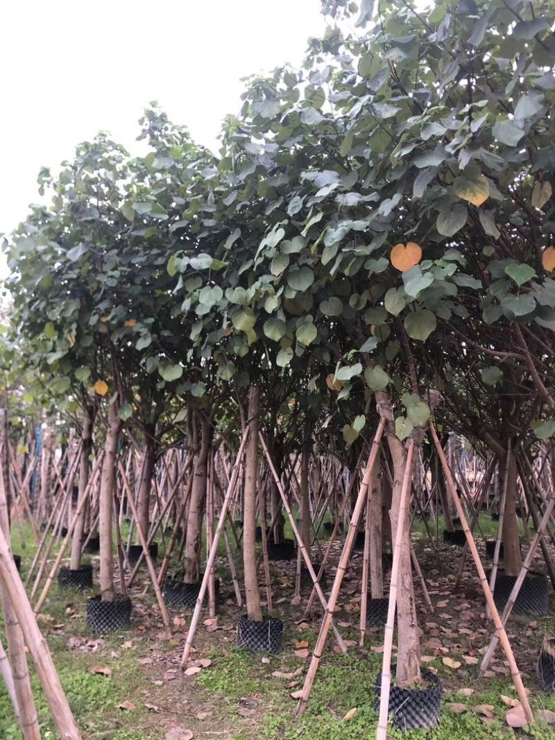 黄槿1～30公分基地直发规格齐全质量优质