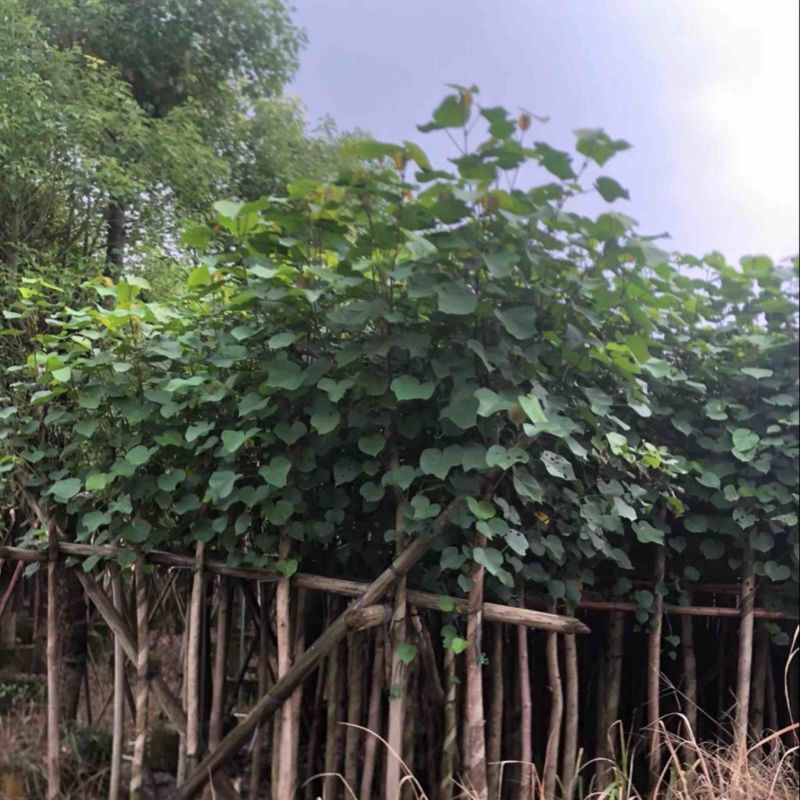 黄槿1～30公分基地直发规格齐全质量优质