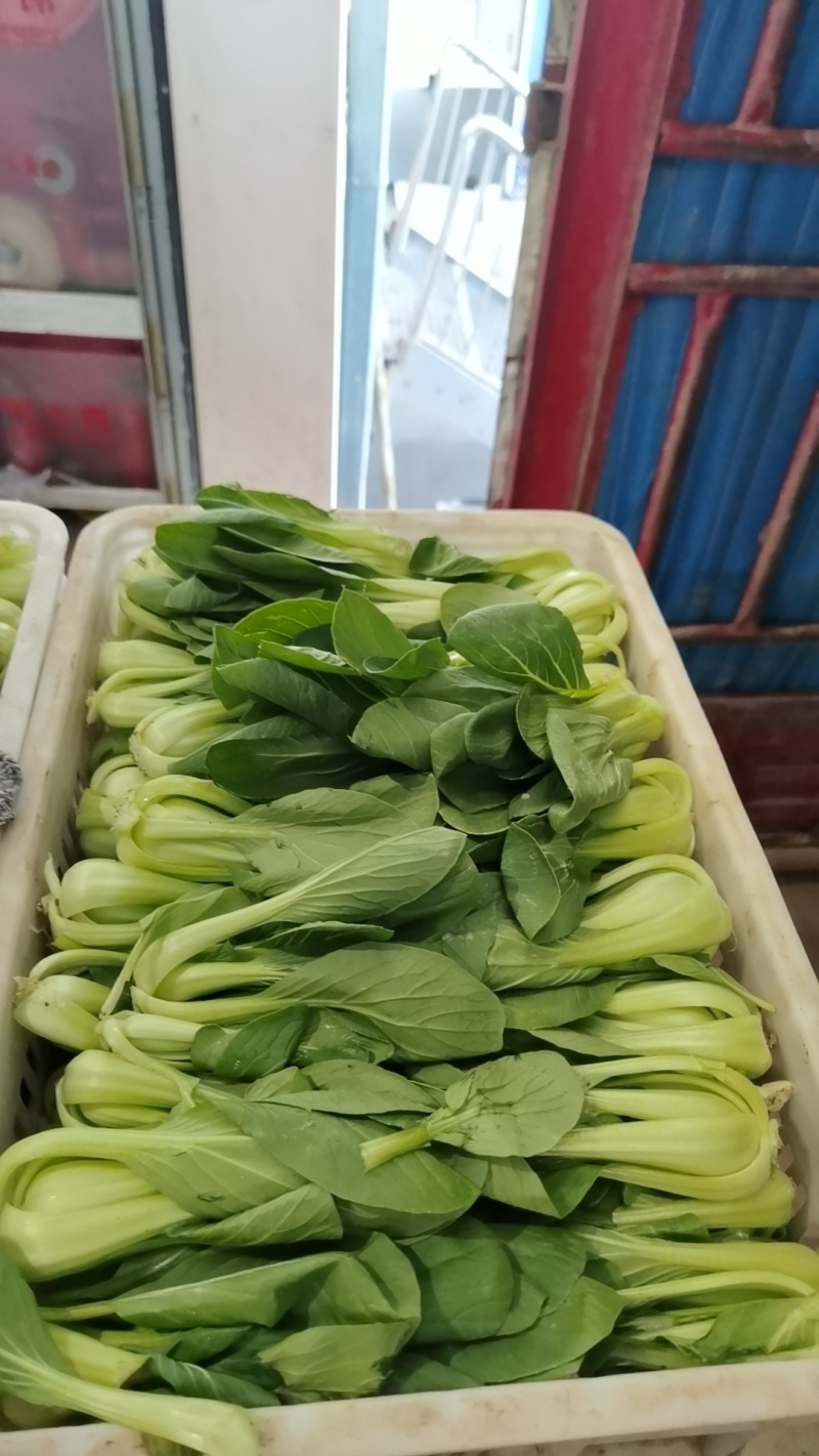 上海青万亩直供