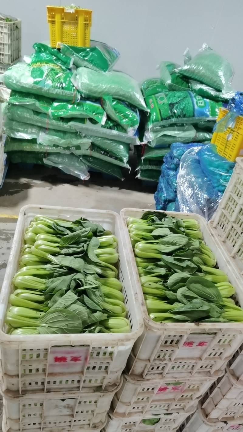 上海青万亩直供