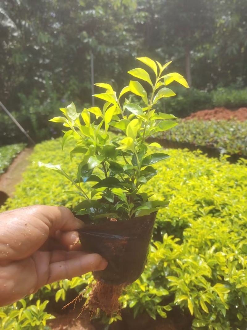 黄素梅小杯中杯基地直发规格齐全质量优质