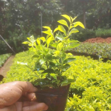 黄素梅小杯中杯基地直发规格齐全质量优质
