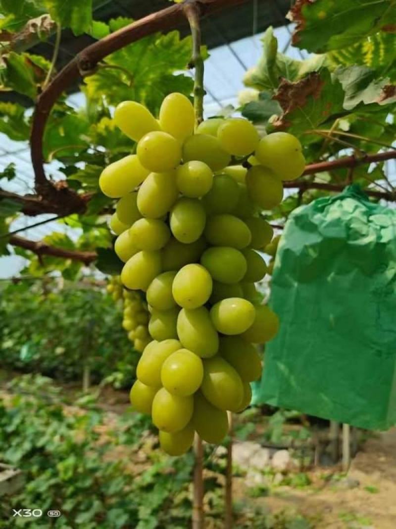 陕西大荔秋天清脆，无核白纯甜无籽，比阳光玫瑰都甜
