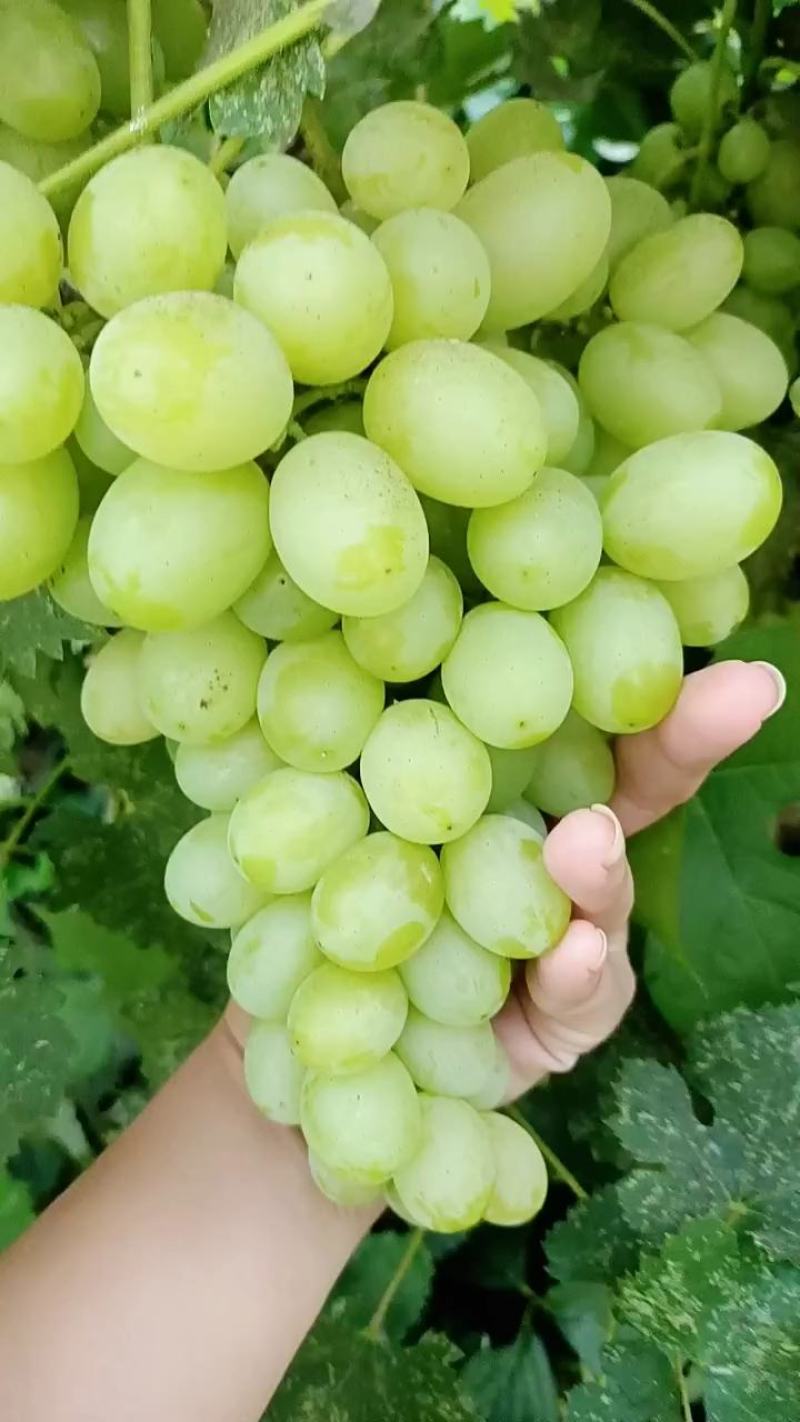 陕西大荔秋天清脆，无核白纯甜无籽，比阳光玫瑰都甜
