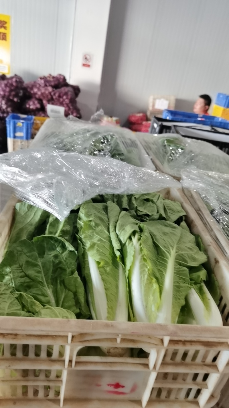 毛白菜万亩直供