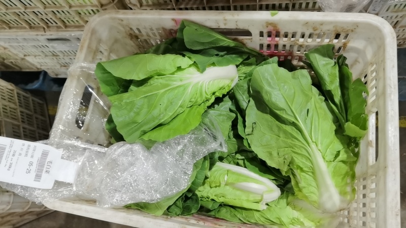 毛白菜万亩直供