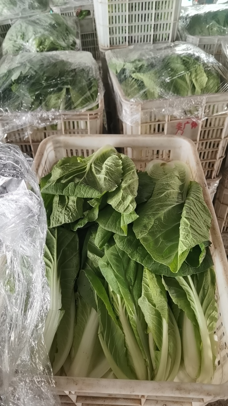 毛白菜万亩直供