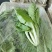 毛白菜万亩直供