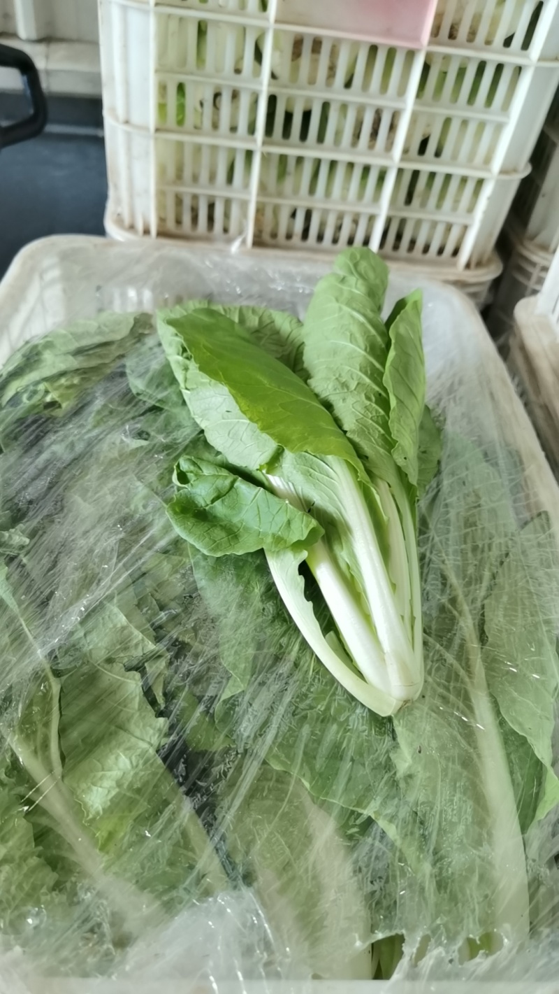 毛白菜万亩直供