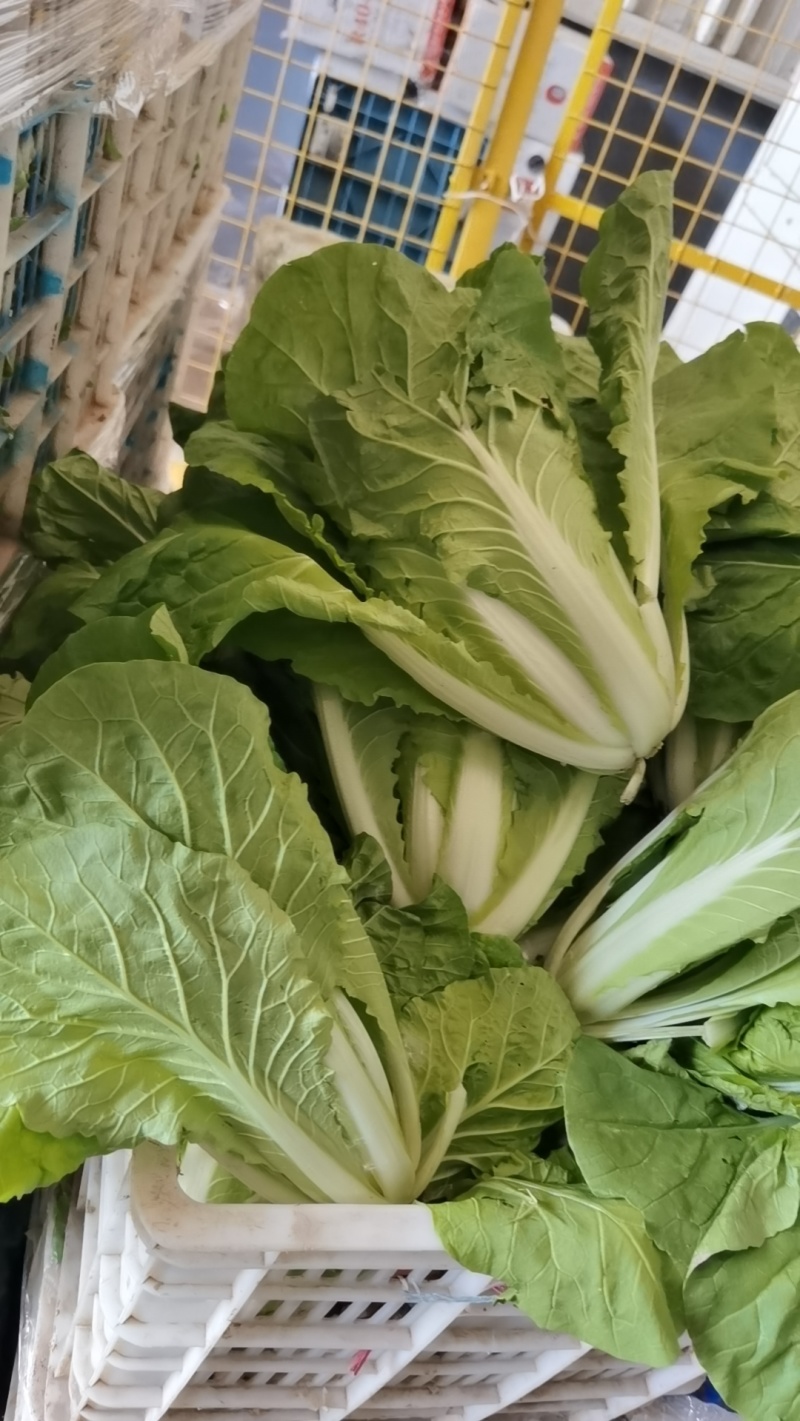 毛白菜万亩直供