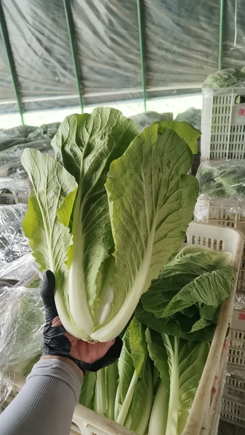 毛白菜万亩直供