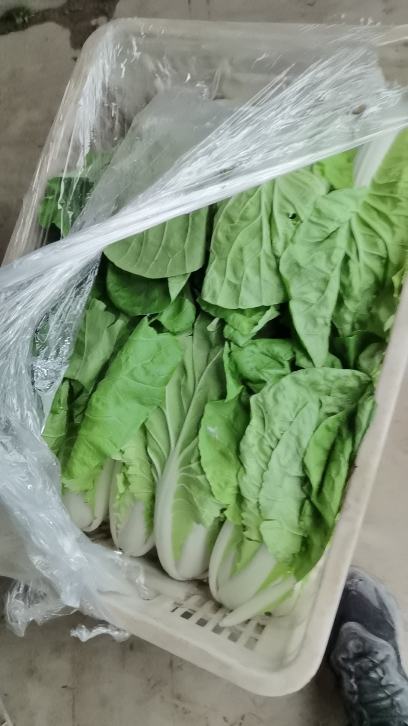 毛白菜万亩直供