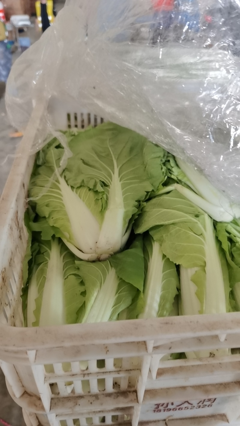 毛白菜万亩直供