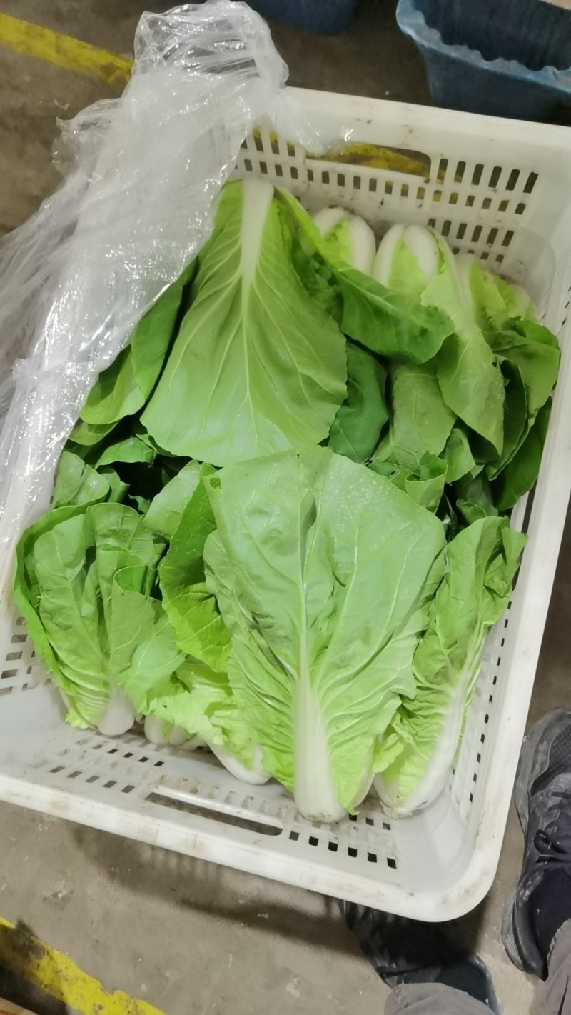 毛白菜万亩直供