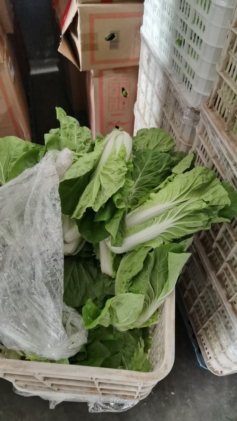 毛白菜万亩直供